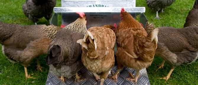 5 hens trying to use the large Grandpas Chicken Feeder at once