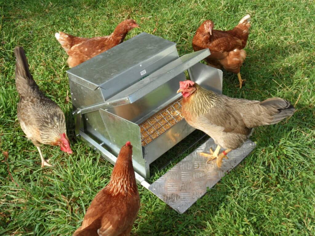 Hens learning how to use the Grandpas Chicken Feeder