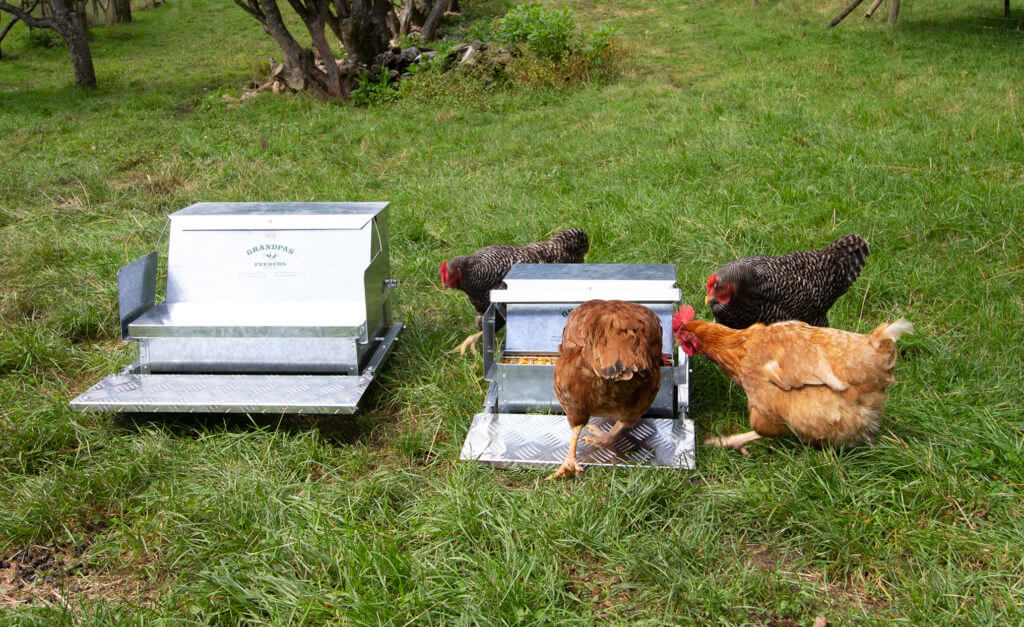 Hens inspecting their new automatic chicken feeder
