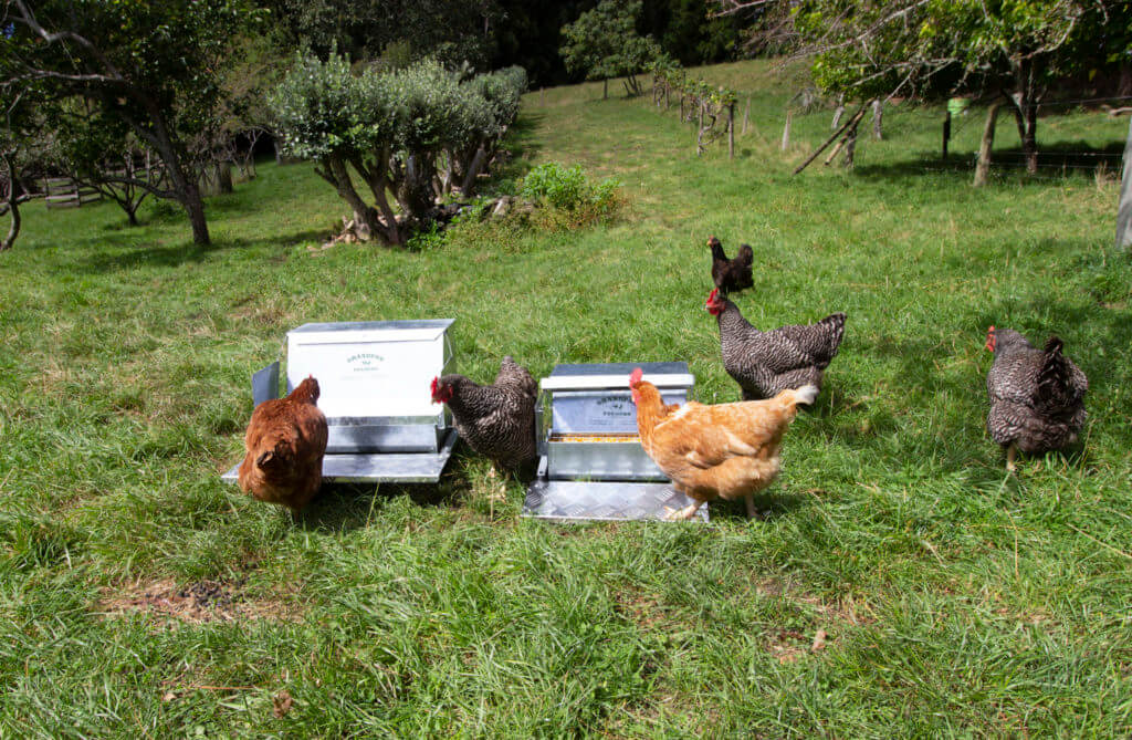 Hens choosing between the large and standard chicken feeders