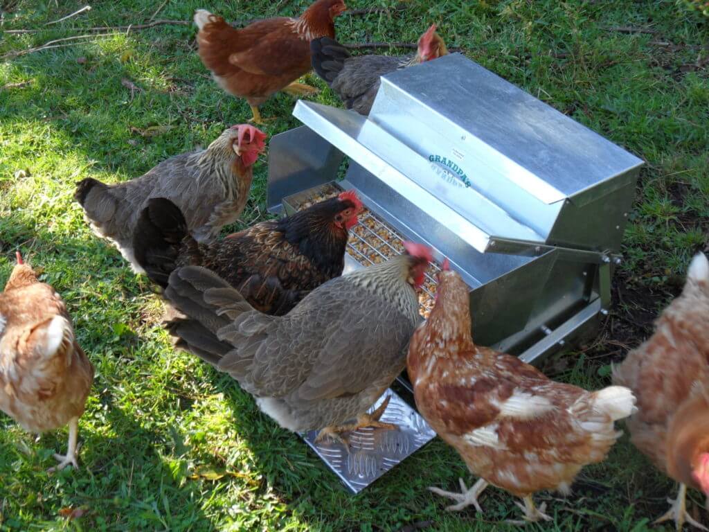 3 chickens feeding from their Grandpas Chicken Feeder whilst a 4th waits its turn