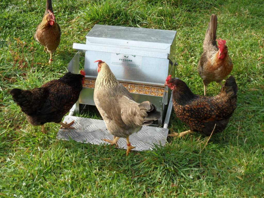 Chickens learn how to use their chicken feeder very quickly