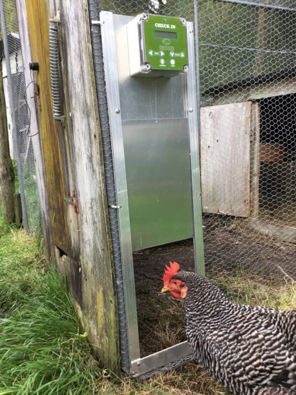 Grandpas Feeders Automatic Chicken Coop Door