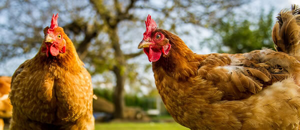 2021-10--Keeping-Your-Chickens-Entertained--600x261