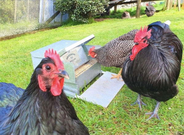 large chicken feeder being used by a few chickens