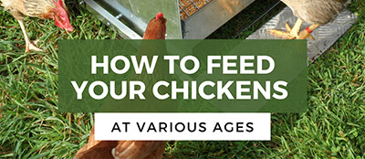 2022_04-How to Feed Your Chickens At Various Ages--400x174