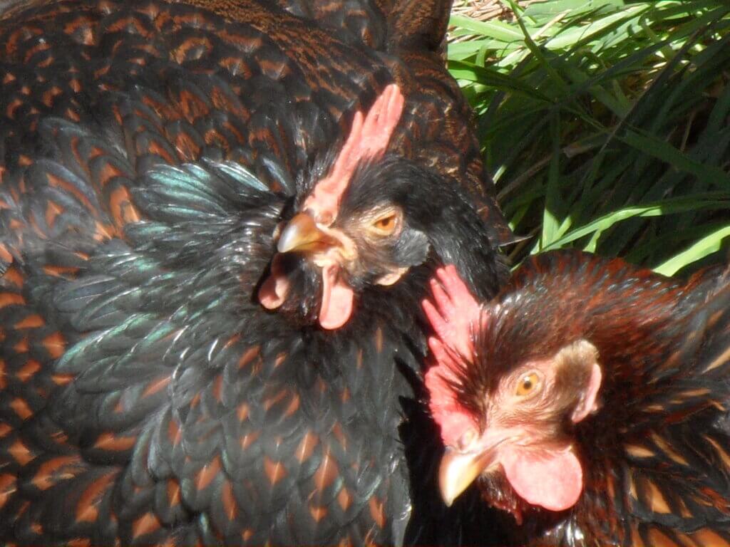 10 essential points to consider before raising chickens | Grandpas Feeders