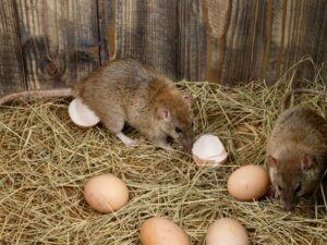 rodent proof chicken feeder protects against rats trying to eat chicken eggs